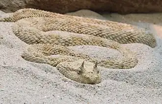 Wüsten-Hornviper (Cerastes cerastes)