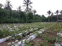 Melonenfeld in der Gemeinde Liquiçá