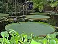Victoria amazonica