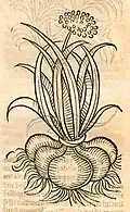 Hortus sanitatis 1491
