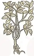 Hortus sanitatis 1491