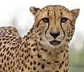 Gepard (Acinonyx jubatus)