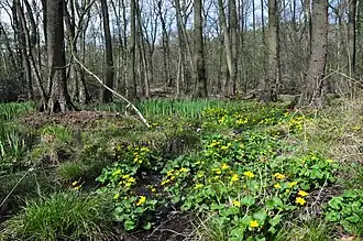 NSG am Hoxbach im Frühling mit Sumpf-Dotterblumen u. Sumpf-Schwertlilien
