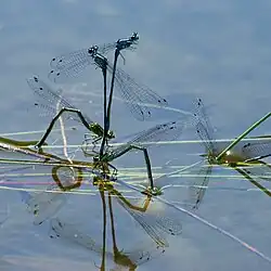 Bild 15: bei der Eiablage