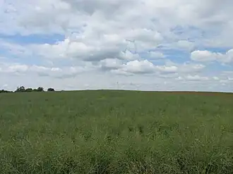 Blick zur Bergkuppe des Hundeberges südlich von Bartolfelde