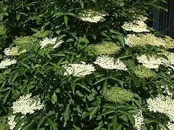 Schwarzer Holunder bei der Blüte …