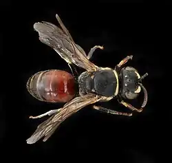 Präparat, Dorsalansicht, Weibchen