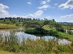Ein Teich mit einer Insel oder Halbinsel auf der ein kleiner Baum voller Fledertiere wächst. In einiger Entfernung hinter dem Teich ist ein Hügel mit Häusern und Bäumen.