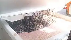 Die gequetschten Beeren verlassen als Maische den Entrapper.