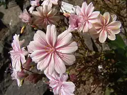 Porzellanröschen (Lewisia cotyledon)