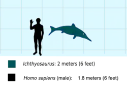 Ichthyosaurus im Vergleich mit einem Menschen