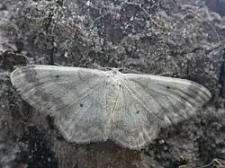 Idaea biselata, mit durchgehender Binde