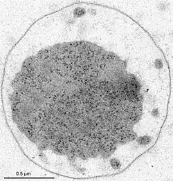 Ultrastruktur von I. hospitalis