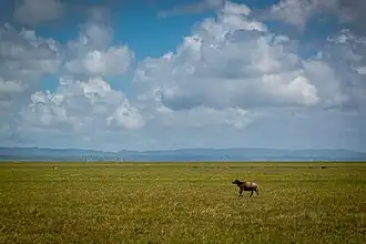 Östlich von Lospalos