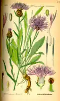 Illustration aus Flora von Deutschland, Österreich und der Schweiz von Otto Wilhelm Thomé 1885