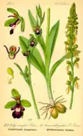 Orchis anthropophora (rechts). Abbildung in: Otto Wilhelm Thomé: Flora von Deutschland, Österreich und der Schweiz, Gera 1885