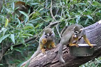 Guyana-Totenkopfaffen