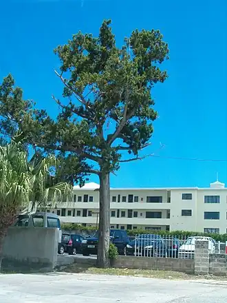 Großer Baum vor flachem Betonhaus