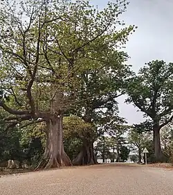 Große Laubbäume säumen die Straße. Durch die am Ufer wachsenden Bäume ist die Wasserfläche kaum zu erkennen.