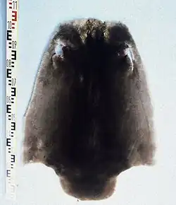 Entgranntes Biberfell