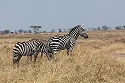 Zebras in der Serengeti