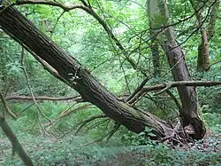 Wald und Gebüsch in der Sandgrube Homberg