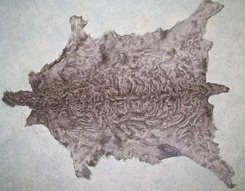 sarok (dunkler Grotzen)