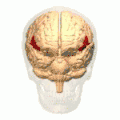 3D-Animation des Gyrus frontalis inferior (rot).