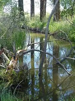 Inninger Bach im Ampermoos