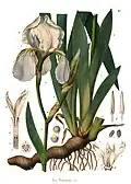 C. F. Schmidt 1859: Iris florentina[55]