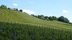 Rebberg unterhalb von Iselisberg