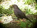 Turdus poliocephalus carbonarius Verbreitung: Papua-Neuguinea