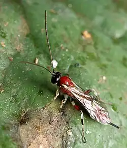 Itoplectis albipes ♀
