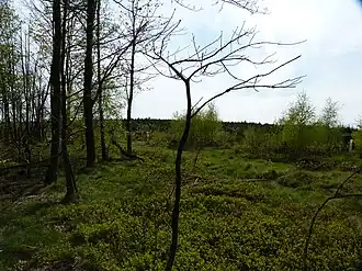 Blick zum Jägerhain (im Hintergrund)