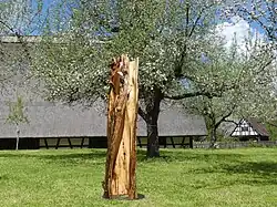 „Stammbaum Aller“ 2021, Erdstamm des Urbaumes Jakob Fischer