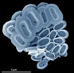 Syracosphaera azureaplaneta (Syracosphaerales)