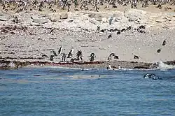 Brillenpinguinkolonie