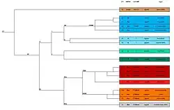 DNA Stammbaum - Jagodic DNA project