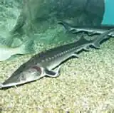 Amur-Stör (Sinosturio schrenckii)