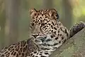 Amurleopard (Panthera pardus orientalis)