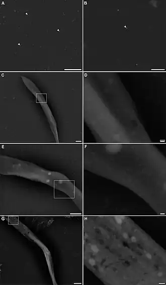 Ultrastrukturelle Analyse von S. culicis, markiert mit einem Anti-ScIT-Antikörper (anti-ScIT antibody).