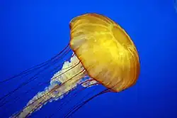 Pazifische Kompassqualle (Chrysaora fuscescens), eine Vertreterin der Nesseltiere (Cnidaria)