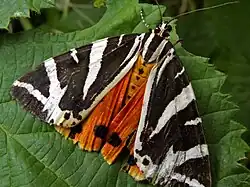 2025 Spanische Flagge