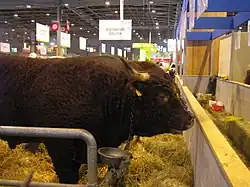 Salers-Stier am Salon de l’agriculture de Paris