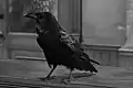 Jimmy the Raven, 1946 in Ist das Leben nicht schön?