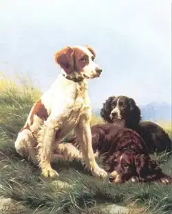 Spaniel
