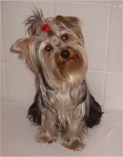 Yorkshire-Terrier