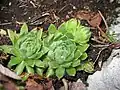 Rosetten von Sempervivum globiferum subsp. hirtum, Miesweg, Traunsee, Oberösterreich, Österreich