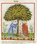 Jujube (Ziziphus jujuba). In: Abdul ibn Butlan. Tacuinum sanitatis in medicina. 13. Jh., Codex Vindobonensis Series Nova 2644, Blatt 15v[25]