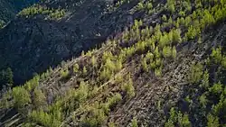 Junger Wald nach dem Waldbrand 2011